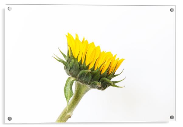 A Sunflower.  Acrylic by Mark Godden