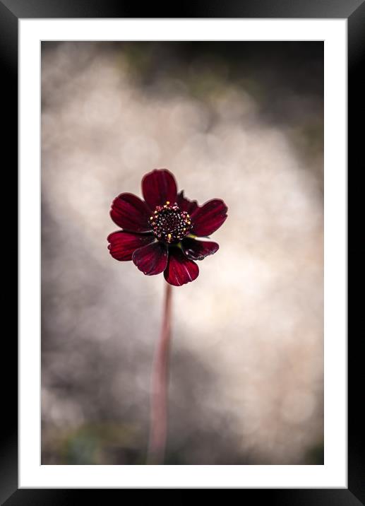 Purple Flower Framed Mounted Print by Gareth Burge Photography