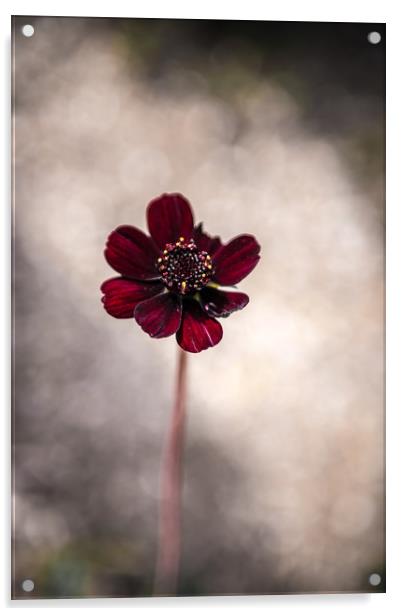 Purple Flower Acrylic by Gareth Burge Photography