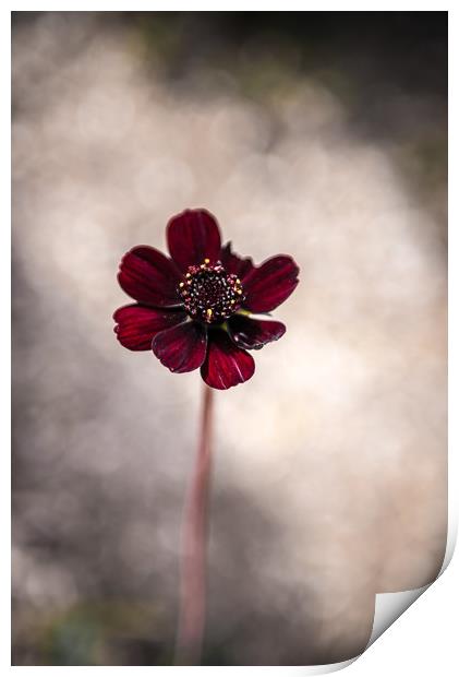 Purple Flower Print by Gareth Burge Photography