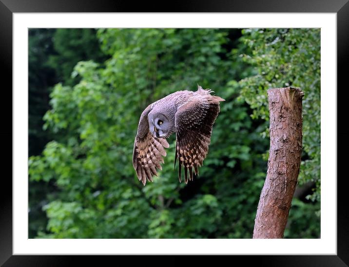 Great grey Owl Framed Mounted Print by Tony Bates