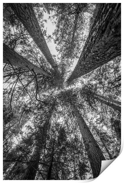 A Convergence of Trees Print by Gareth Burge Photography