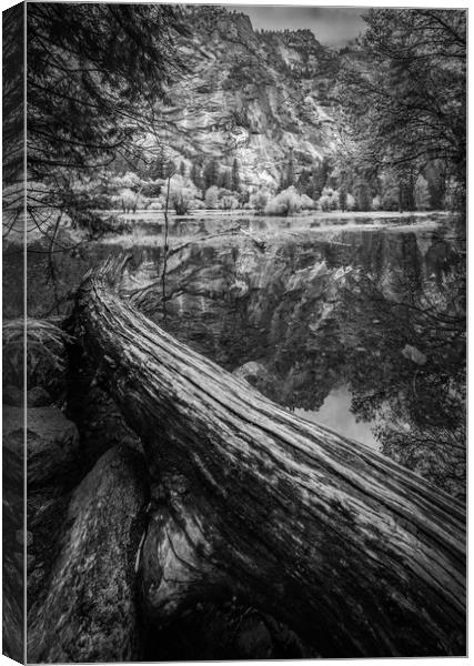 Fallen Tree, Mirror Lake, Yosemite National Park Canvas Print by Gareth Burge Photography