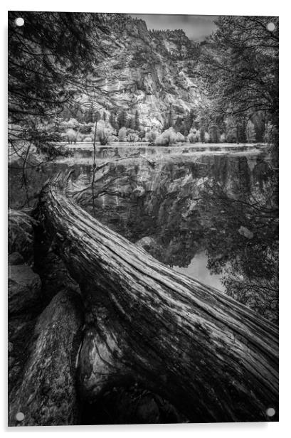Fallen Tree, Mirror Lake, Yosemite National Park Acrylic by Gareth Burge Photography