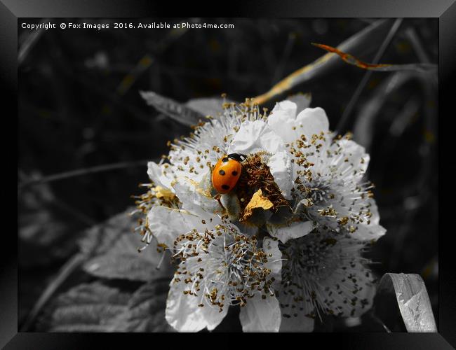 Ladybird on a flower Framed Print by Derrick Fox Lomax