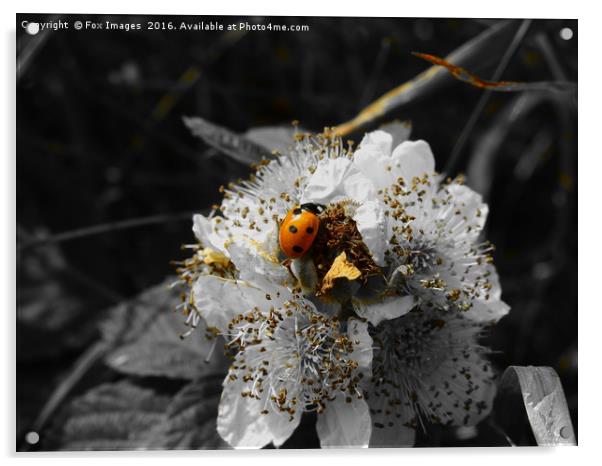 Ladybird on a flower Acrylic by Derrick Fox Lomax