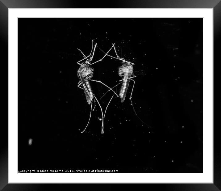 Mosquito with reflex Framed Mounted Print by Massimo Lama