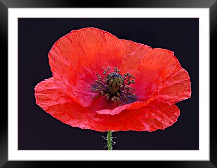 Poppy Framed Mounted Print by Keith Harris