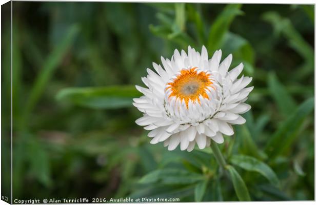 Strawflower Canvas Print by Alan Tunnicliffe