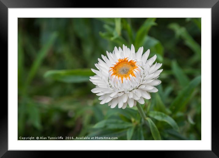 Strawflower Framed Mounted Print by Alan Tunnicliffe