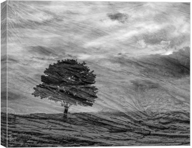 Lonely Tree Canvas Print by Keith Harris