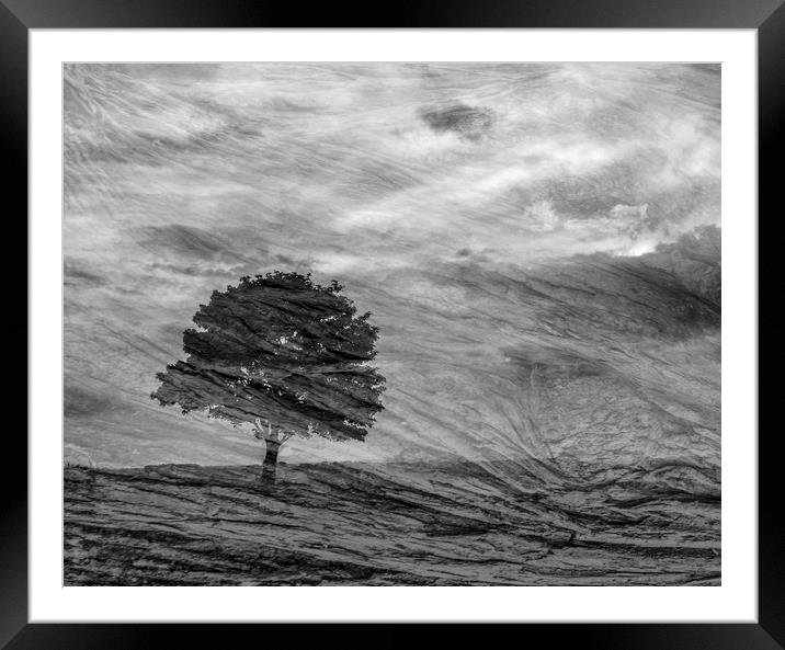 Lonely Tree Framed Mounted Print by Keith Harris