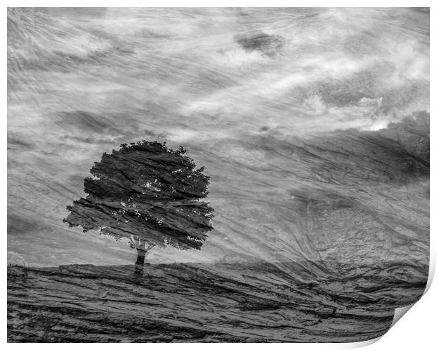 Lonely Tree Print by Keith Harris
