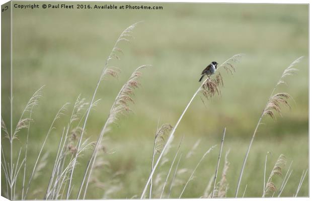 Reed Bunting Background Canvas Print by Paul Fleet