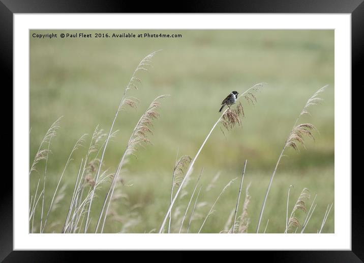 Reed Bunting Background Framed Mounted Print by Paul Fleet