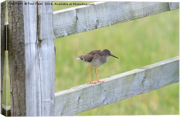 Redshank Perched On a Gate Canvas Print by Paul Fleet