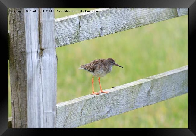 Redshank Perched On a Gate Framed Print by Paul Fleet