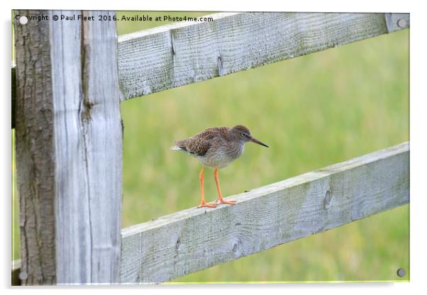 Redshank Perched On a Gate Acrylic by Paul Fleet