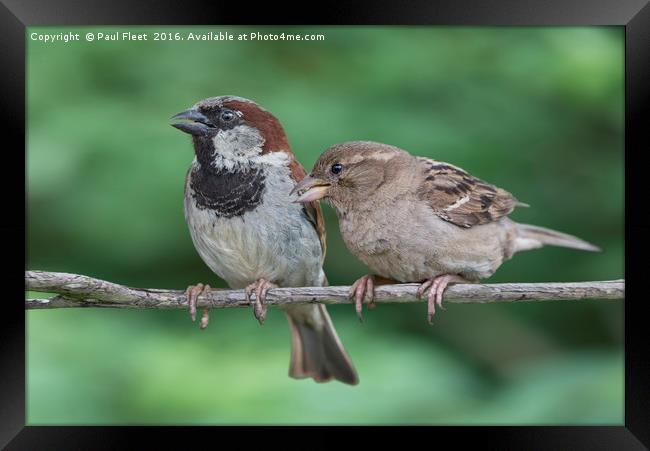 Two House Sparrows Framed Print by Paul Fleet