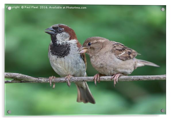 Two House Sparrows Acrylic by Paul Fleet