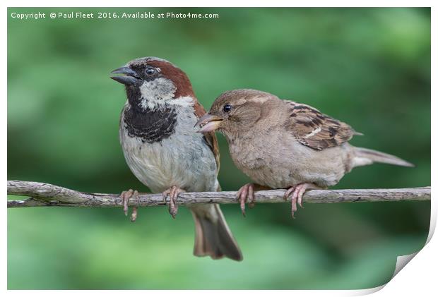 Two House Sparrows Print by Paul Fleet
