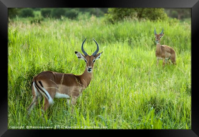 Antelope Framed Print by Massimo Lama