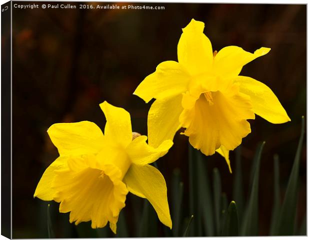 Two Daffodils. Canvas Print by Paul Cullen