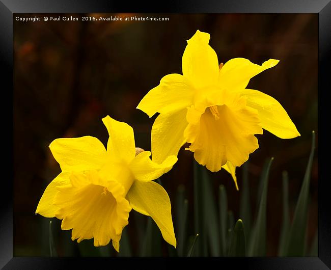 Two Daffodils. Framed Print by Paul Cullen