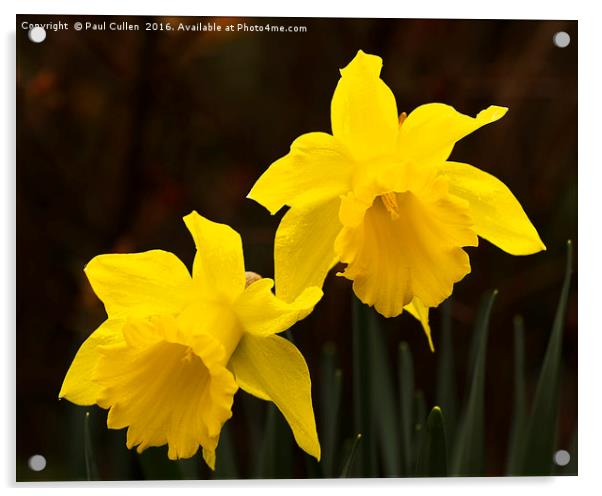 Two Daffodils. Acrylic by Paul Cullen