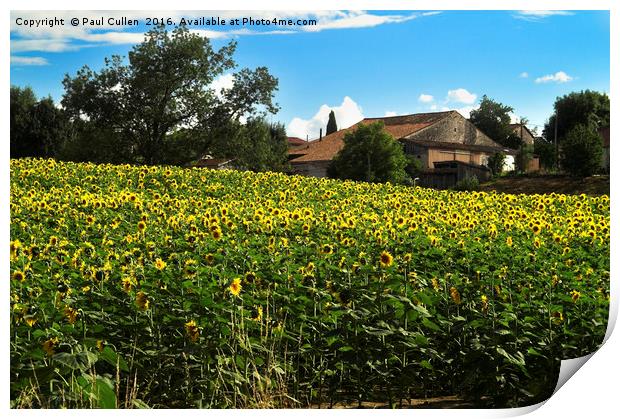 French Sunflowers Print by Paul Cullen