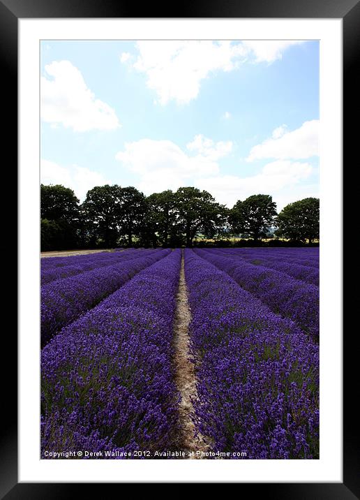 Lavender Fields Framed Mounted Print by Derek Wallace
