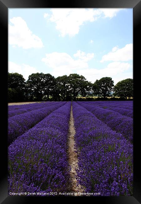 Lavender Fields Framed Print by Derek Wallace