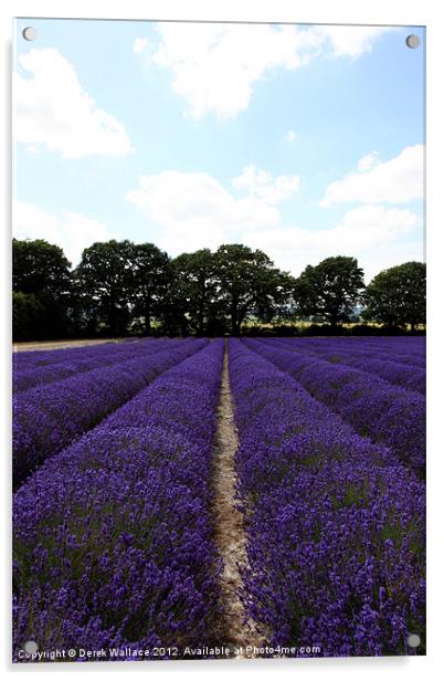 Lavender Fields Acrylic by Derek Wallace