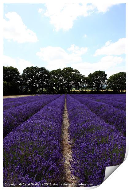 Lavender Fields Print by Derek Wallace