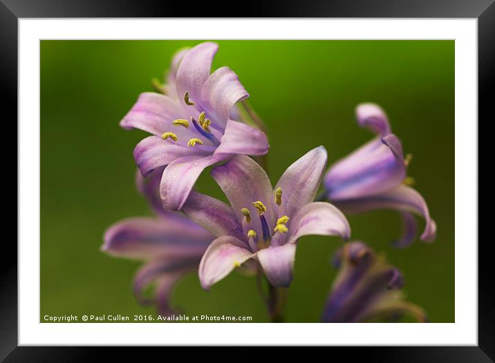 Bluebells. Framed Mounted Print by Paul Cullen