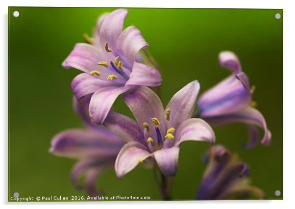 Bluebells. Acrylic by Paul Cullen