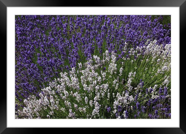Lavender Fields Framed Mounted Print by Derek Wallace