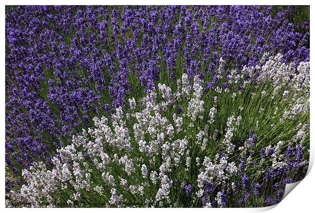 Lavender Fields Print by Derek Wallace