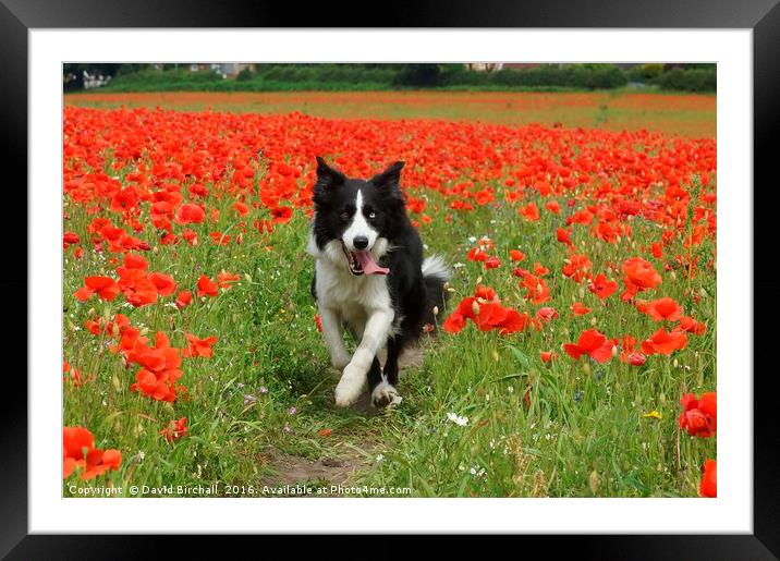 Border Collie in Poppy Field Framed Mounted Print by David Birchall
