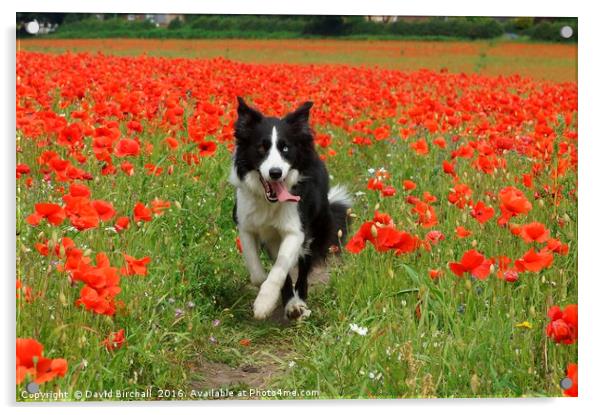Border Collie in Poppy Field Acrylic by David Birchall