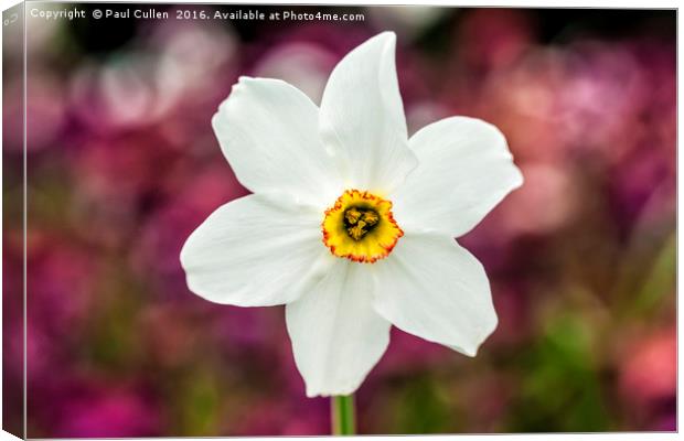 Narcissus Poeticus Canvas Print by Paul Cullen