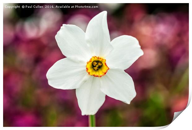 Narcissus Poeticus Print by Paul Cullen