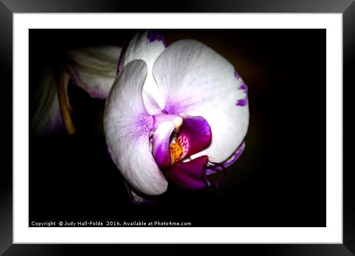Exotic Beauty Framed Mounted Print by Judy Hall-Folde
