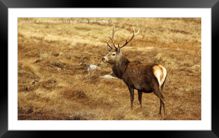 Wild Red Deer Stag. Framed Mounted Print by John Cameron