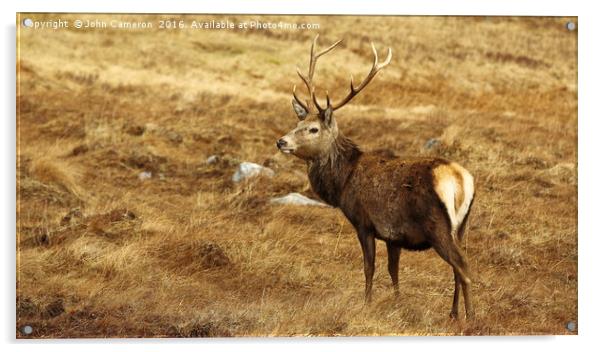 Wild Red Deer Stag. Acrylic by John Cameron