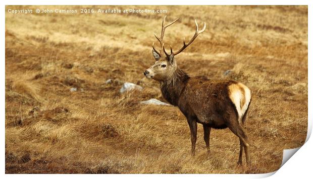 Wild Red Deer Stag. Print by John Cameron