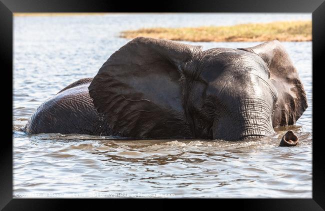 elephant at bath Framed Print by Massimo Lama