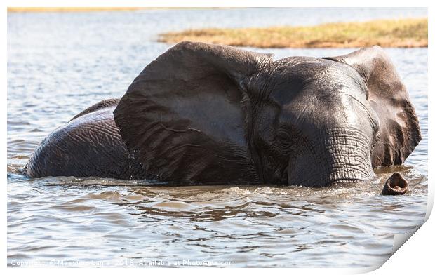 elephant at bath Print by Massimo Lama