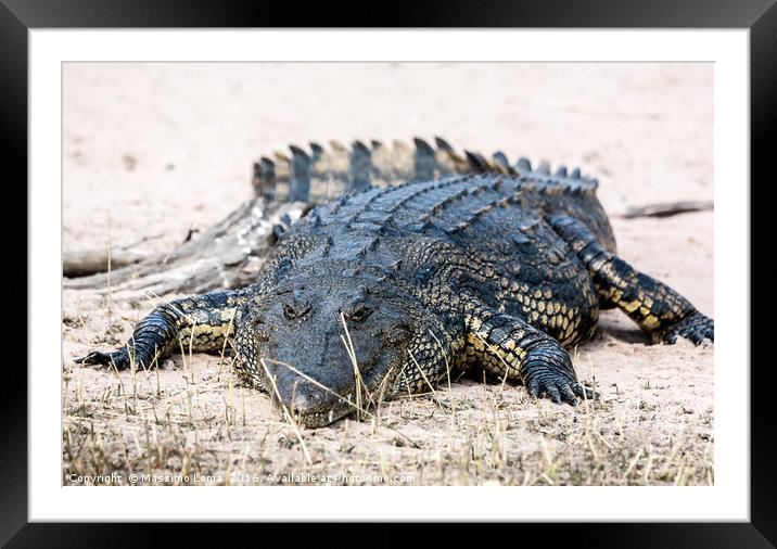 Crocodile  Framed Mounted Print by Massimo Lama