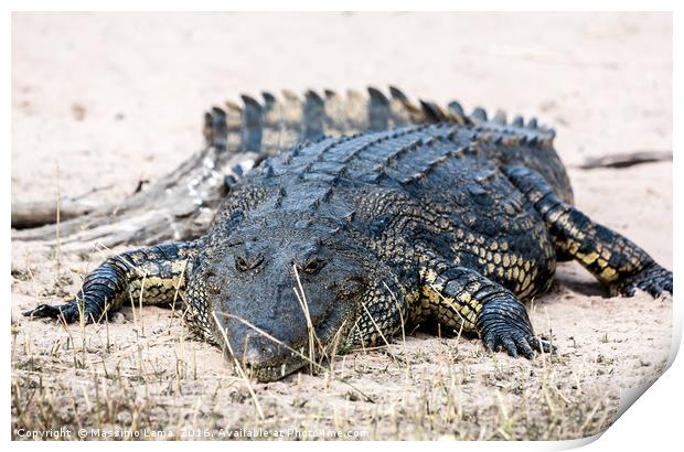Crocodile  Print by Massimo Lama